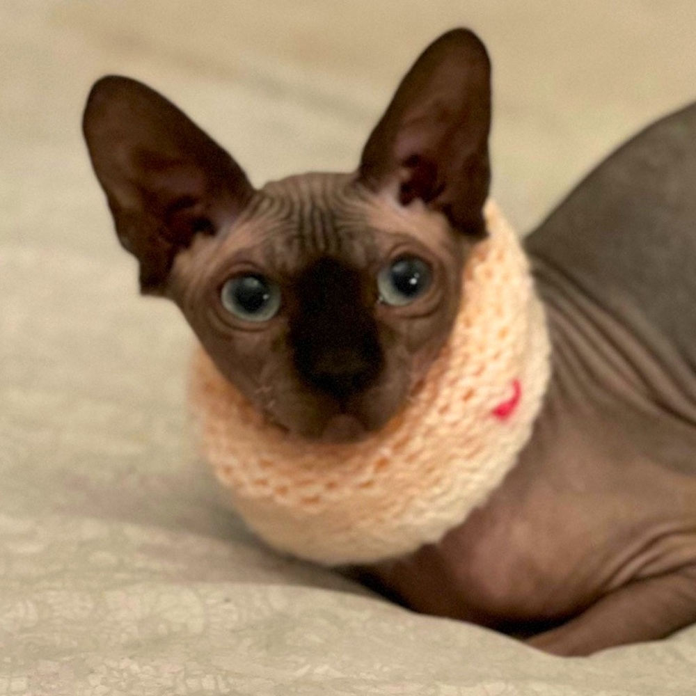 NEW - Handmade Ombré | Calming Scarf | Cowl Scarf | Circle Scarf for Sphynx Cat - Picture 6 of 8